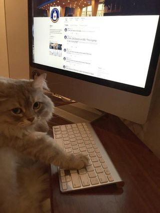 A fluffy cat using a computer