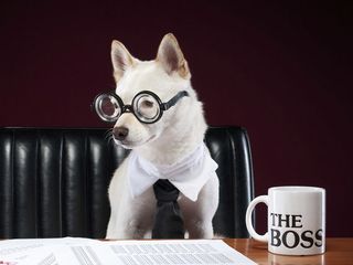 Dog wearing glasses with a mug that says "The Boss"