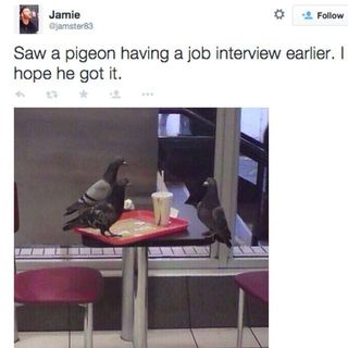 Screenshot of a tweet: "Saw a pigeon having a job interview earlier, I hope he got it"