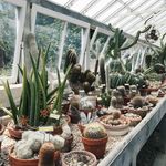 Inside the cactus green house